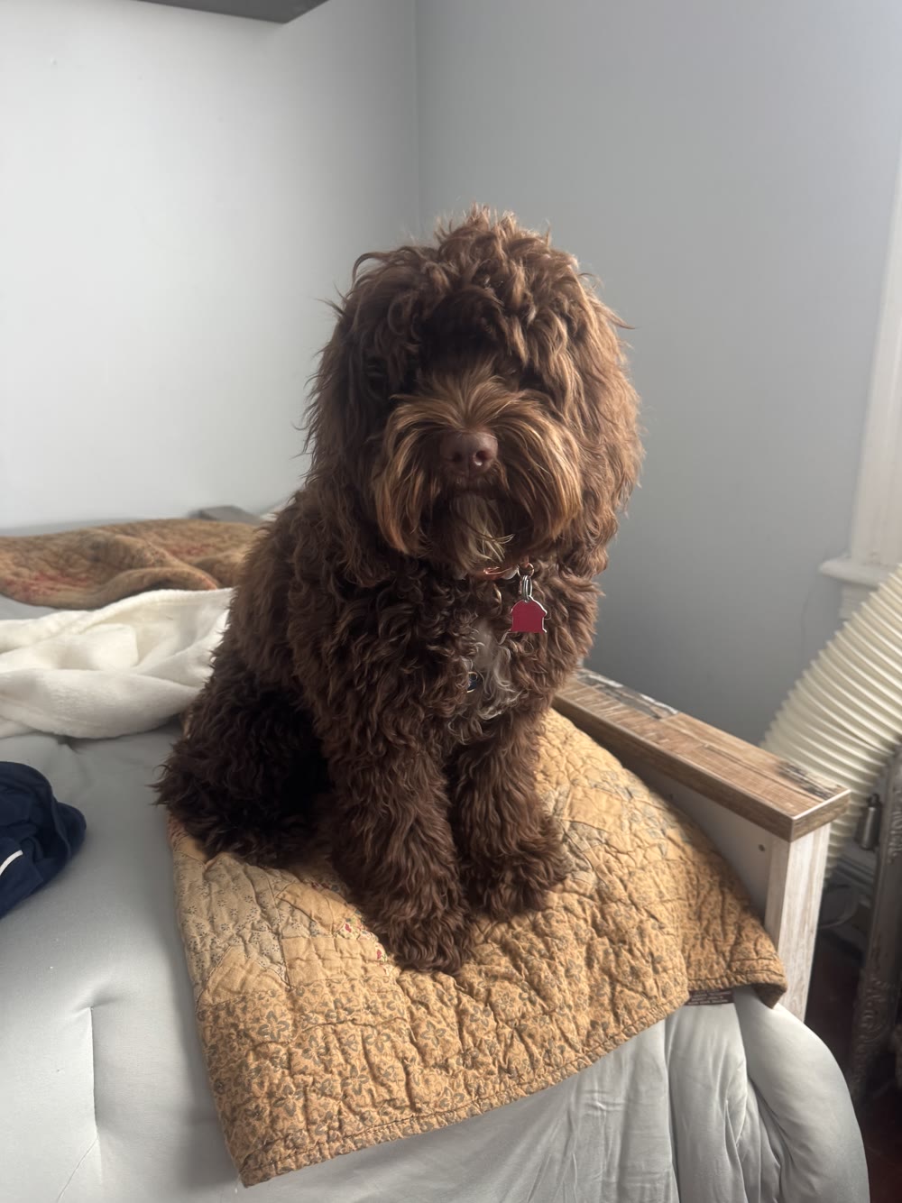 Bear, Breslow's office dog, sitting proudly on the bed